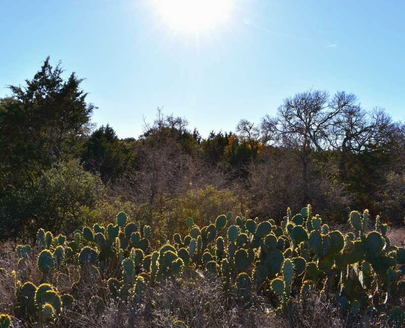 Sunset on the Cacti by artist Tara Gibb